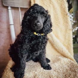 Wren - Silver female Poodle puppy in Detroit Lakes, Minnesota from Pickerel Pups