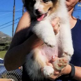 Australian Shepherd Puppies from Red Forrest Australian Shepherds