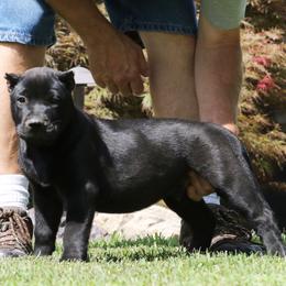 Black Collar - Black male Perro de Presa Canario puppy in Pocahontas, Illinois from Cabeza Grande Kennel