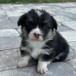 Girl 3 - Black and tan female Pembroke Welsh Corgi puppy in Ocala, Florida from Rivermont Farm