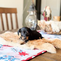 Georgia (short hair) - Black and tan female Dachshund puppy in Salters, South Carolina from Long-Pine Dachshund