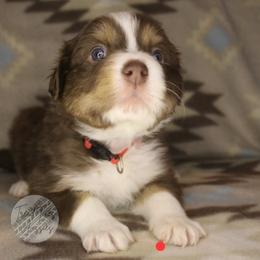 Peppermint Patty - Red tri-color female Australian Shepherd puppy in Yoder, Colorado from Tréad Tines Aussies