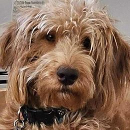 Kayleigh - Labradoodle