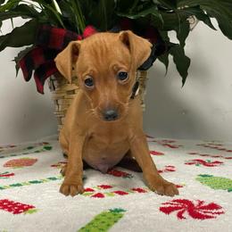Bear - Red male Miniature Pinscher puppy in Lancaster, Missouri from White Stone Ranch