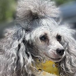 SherryNicole - Poodle