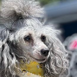 SherryNicole - Poodle