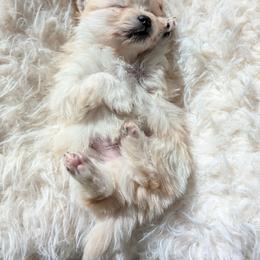 Olly - Cream male Pomeranian puppy in Granby, Colorado from Marostica Paws