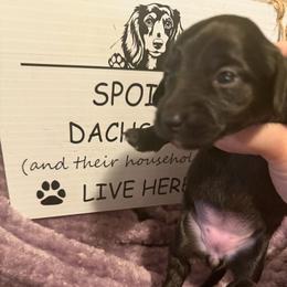 Nyx Full AKC Female 2 - Black female Dachshund puppy in Erie, Michigan from Champagne’s Grinch Toe’d Dachshunds