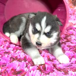 Leia - Black and white female Siberian Husky puppy in Collins, Iowa from Homegrown Huskies