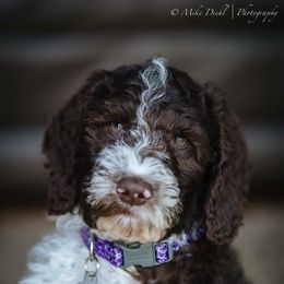 Goldendoodles from Maple Hill Goldendoodles & Bernedoodles