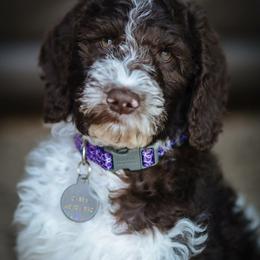 Goldendoodles from Maple Hill Goldendoodles & Bernedoodles