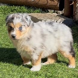 Girl 1 - Blue merle female Australian Shepherd puppy in Divide, Colorado from Outlaw Farm and Kennel