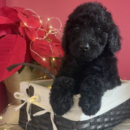 Poodles from South Padre Poodles