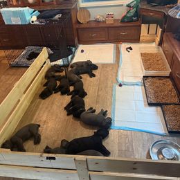 Cane Corso Puppies from Protectors in the Palms