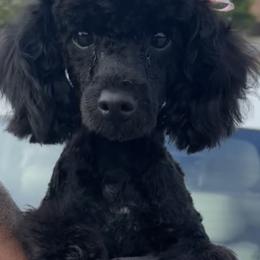 Astraea - Black female Poodle puppy in Chattanooga, Tennessee from SoftPaw Kennels