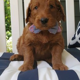 Goldendoodle Puppies from Rustic Road Doodles