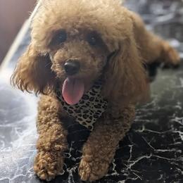 Remy - Poodle