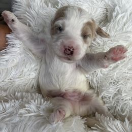 Aussiedoodle, Goldendoodle, and Poodle Puppies from Designer Doodles