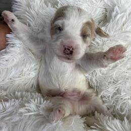 Aussiedoodle, Goldendoodle, and Poodle Puppies from Designer Doodles
