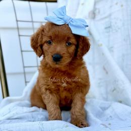 Sage (Lt blue collar) - Apricot female Goldendoodle puppy in Salem, Utah from Aspen Doodles