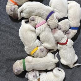 Blue Boy - Light golden male Golden Retriever puppy in Ephrata, Pennsylvania from Goldens Retreat