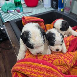 Girl 2 - Mahogany and white female Saint Bernard puppy in Camby, Indiana from Heather's Noble Saints