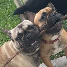 French Bulldogs from Mecum French Bulldogs