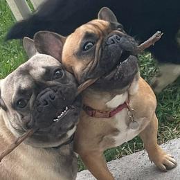 French Bulldogs from Mecum French Bulldogs