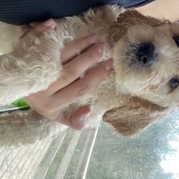 Goldendoodle Puppies from O’Hara Doodles