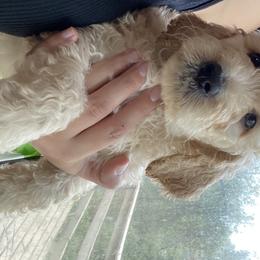 Goldendoodle Puppies from O’Hara Doodles