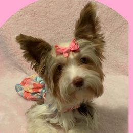 Pixie - Yorkshire Terrier