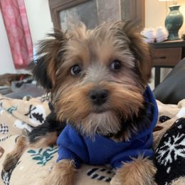 Dave - Yorkshire Terrier