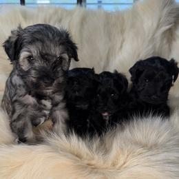 Miniature Schnauzer puppies from Birkin’s Miniature Schnauzers