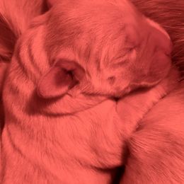 Labrador Retriever Puppies from Gathering Branch Labradors