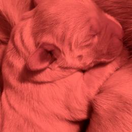 Labrador Retriever Puppies from Gathering Branch Labradors