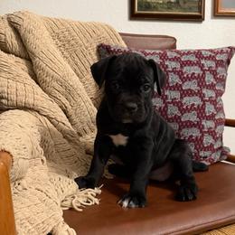 Midnight - Black female Cane Corso puppy in Utah from 3Lake Kennelz