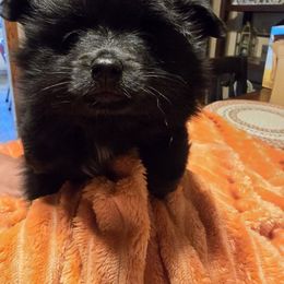 Shadow - Black male Pomeranian puppy in Anna, Ohio from Bernings Pomeranians