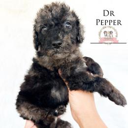Dr Pepper - Blue merle female Aussiedoodle puppy in Corydon, Indiana from Ridgeline Doodles