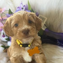Yellow collar wrigley - Caramel cream female Australian Labradoodle puppy in Fontana, California from Grammy's Puppy Love doodles and poodles