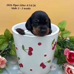 Male 3 - Black and tan male Dachshund puppy in Huggins, Missouri from RJ's Miniature Dachshunds