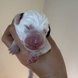 Boy 2 (Sapphire Boy) - Dalmatian puppy from Spot On Dalmatians