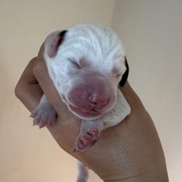Boy 2 (Sapphire Boy) - Dalmatian puppy from Spot On Dalmatians