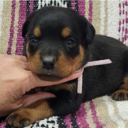 Girl 1 - Black and mahogany female Rottweiler puppy in Blanchard, Oklahoma from Mystique Kennel