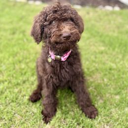 Tootsie - Chocolate female Labradoodle puppy in Batesville, Arkansas from Morris Farmyard