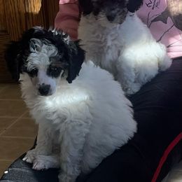 Poodle Puppies from Eagleridge Mini Poodles