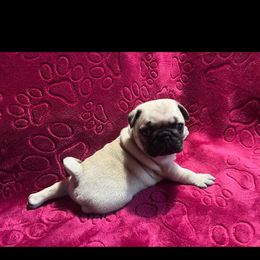 Pug Puppies from Vaubel Country Pugs