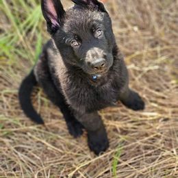 German Shepherd Puppies from Von Schwarzwald German Shepherds