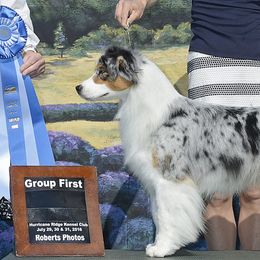 Australian Shepherds from Dovetail Australian Shepherds
