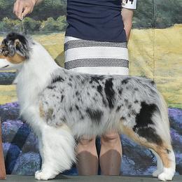 Australian Shepherds from Dovetail Australian Shepherds