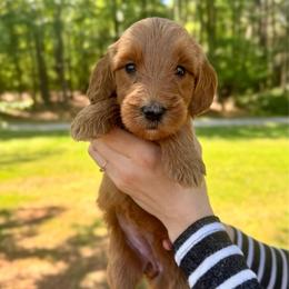 Honey - Red  female Goldendoodle puppy in Kenansville, North Carolina from J+A Family Doodles